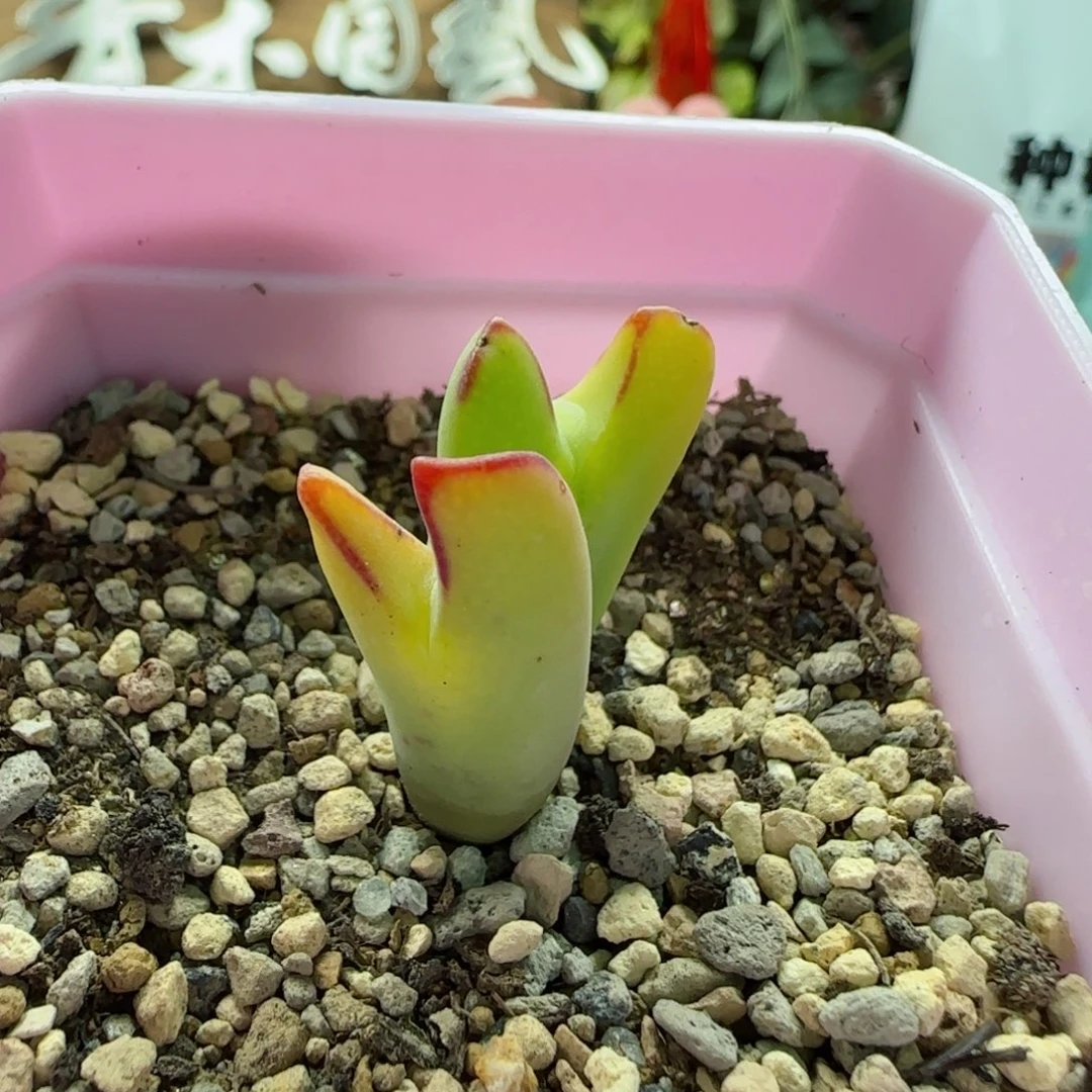 2-5-5-3全场8.8折满58包邮下播福利脱土