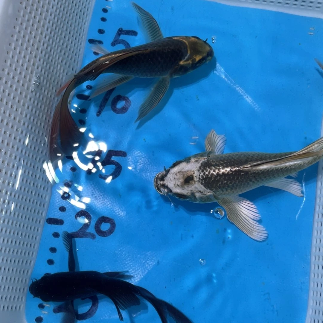 蝴蝶鲤蝴蝶鲤鱼包邮包邮