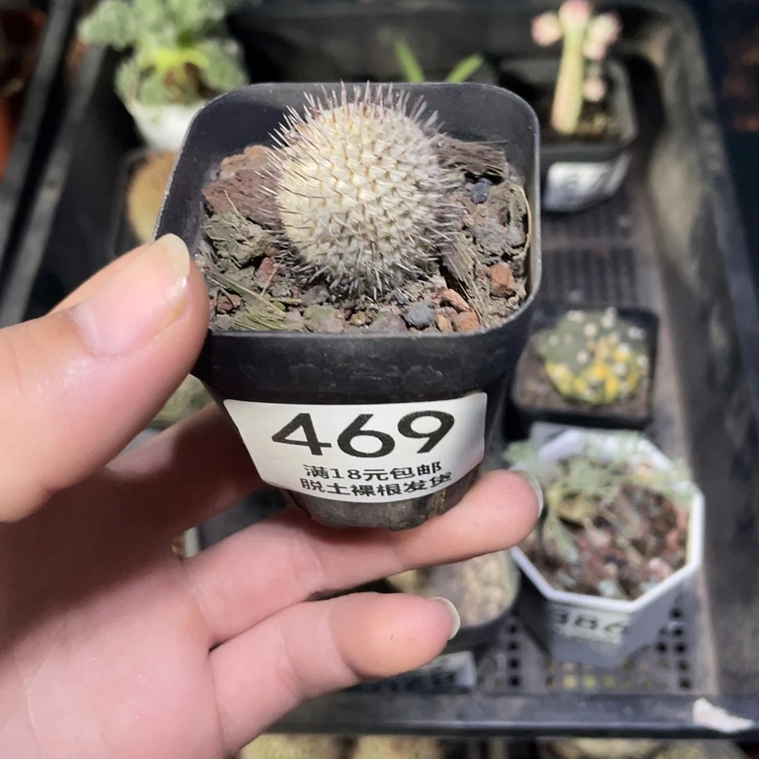 469直刺佩雷（满18包邮）