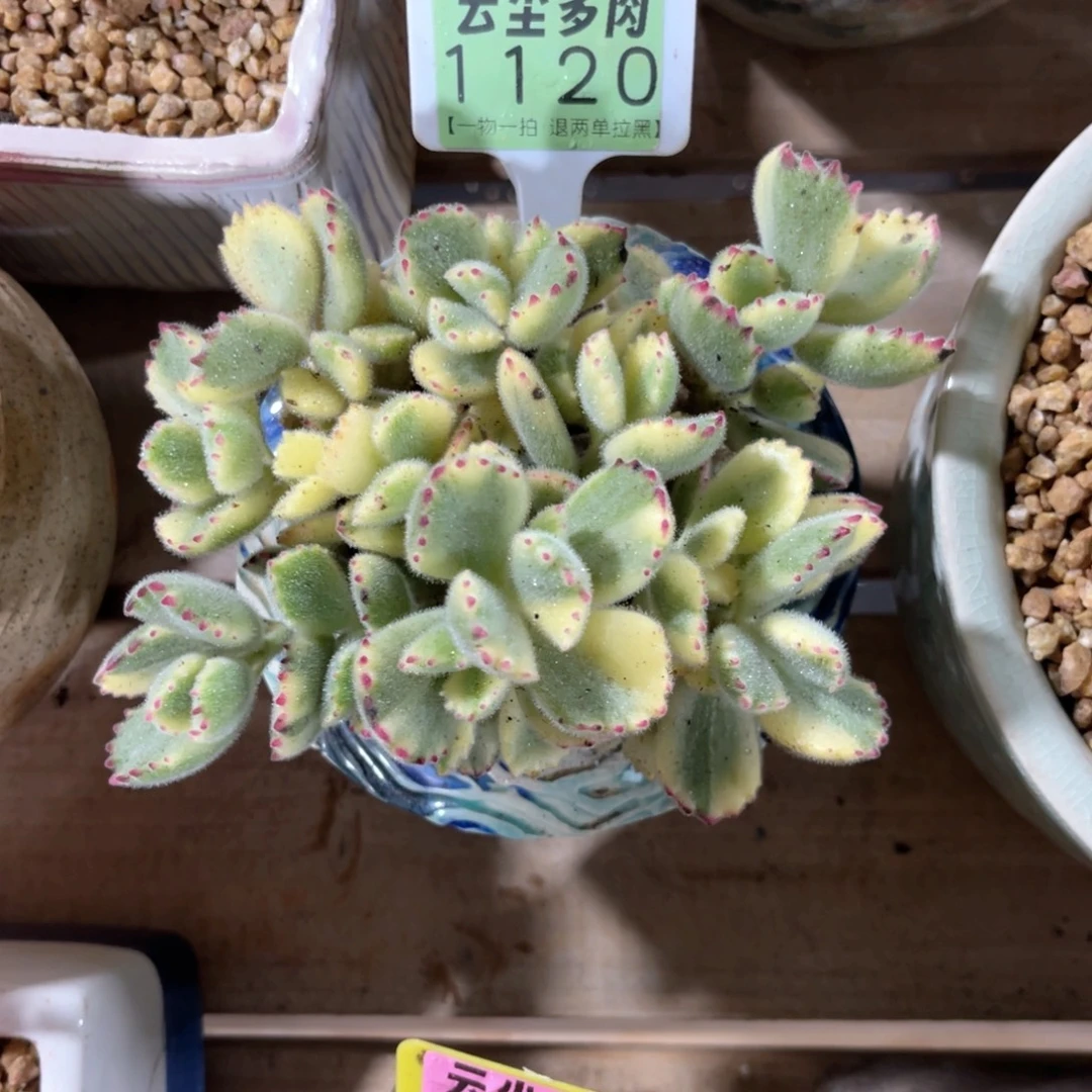 哦***吼云尘多肉一物一拍1120不含盆，