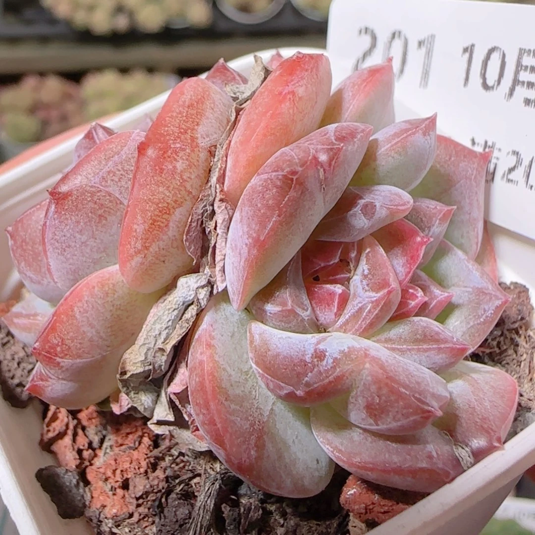 花语逸镜1022-201溏心珍妮