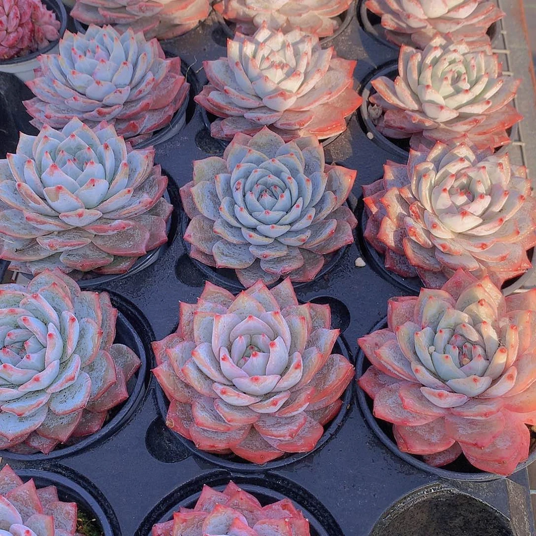 单头粉蓝鸟2456889990000