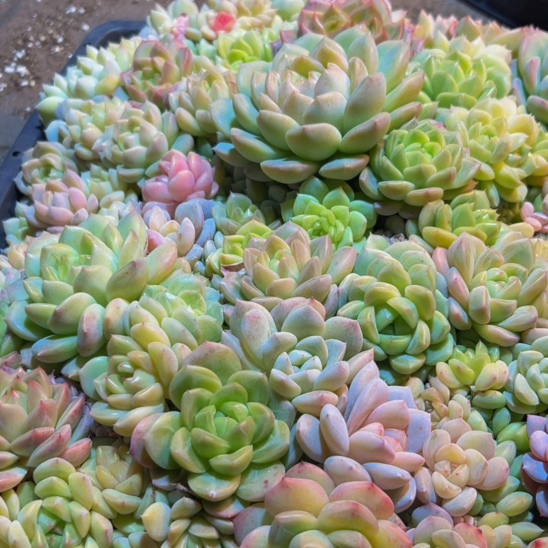 855多肉葡萄的味道是真的