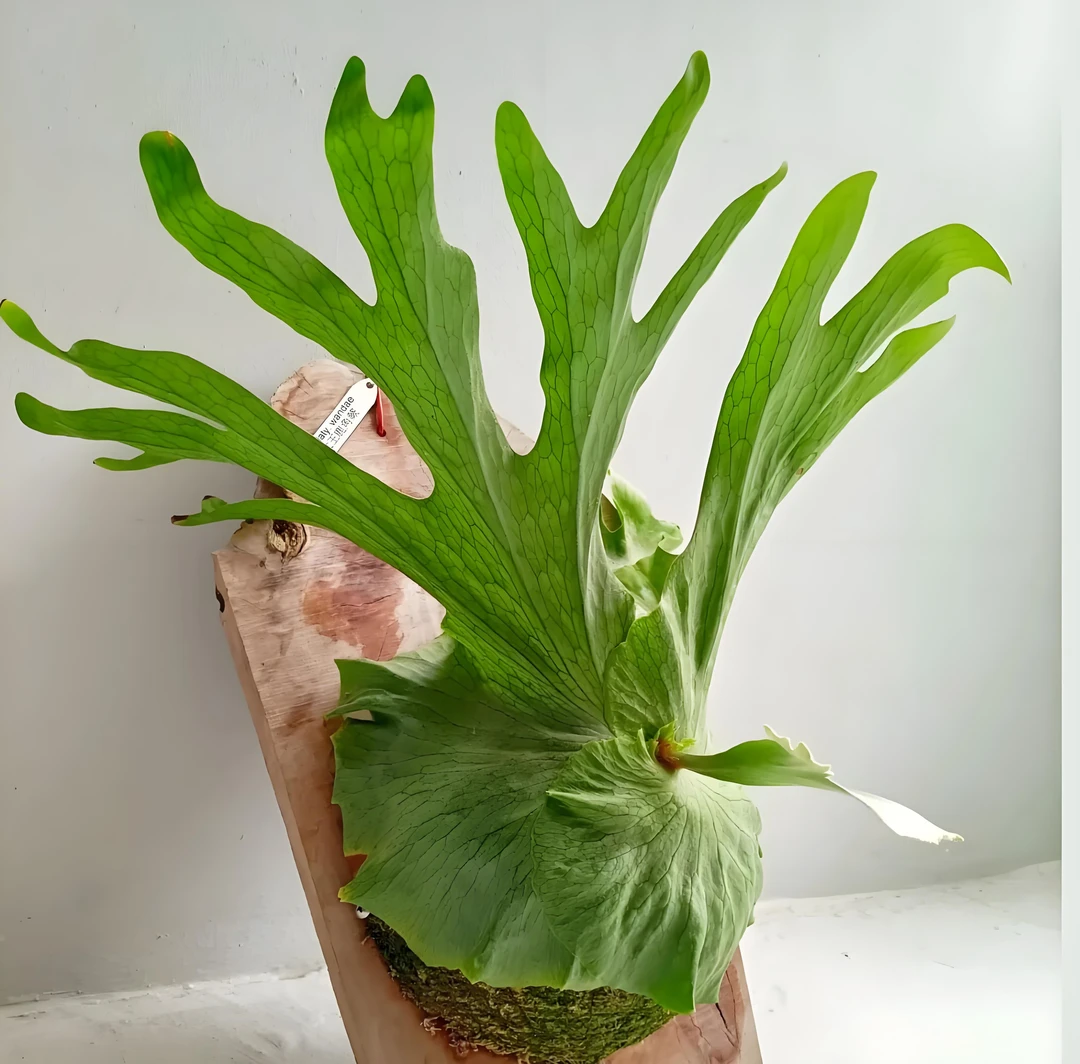 女王鹿角蕨板植壁挂植物室内水培垂吊网红绿植盆栽