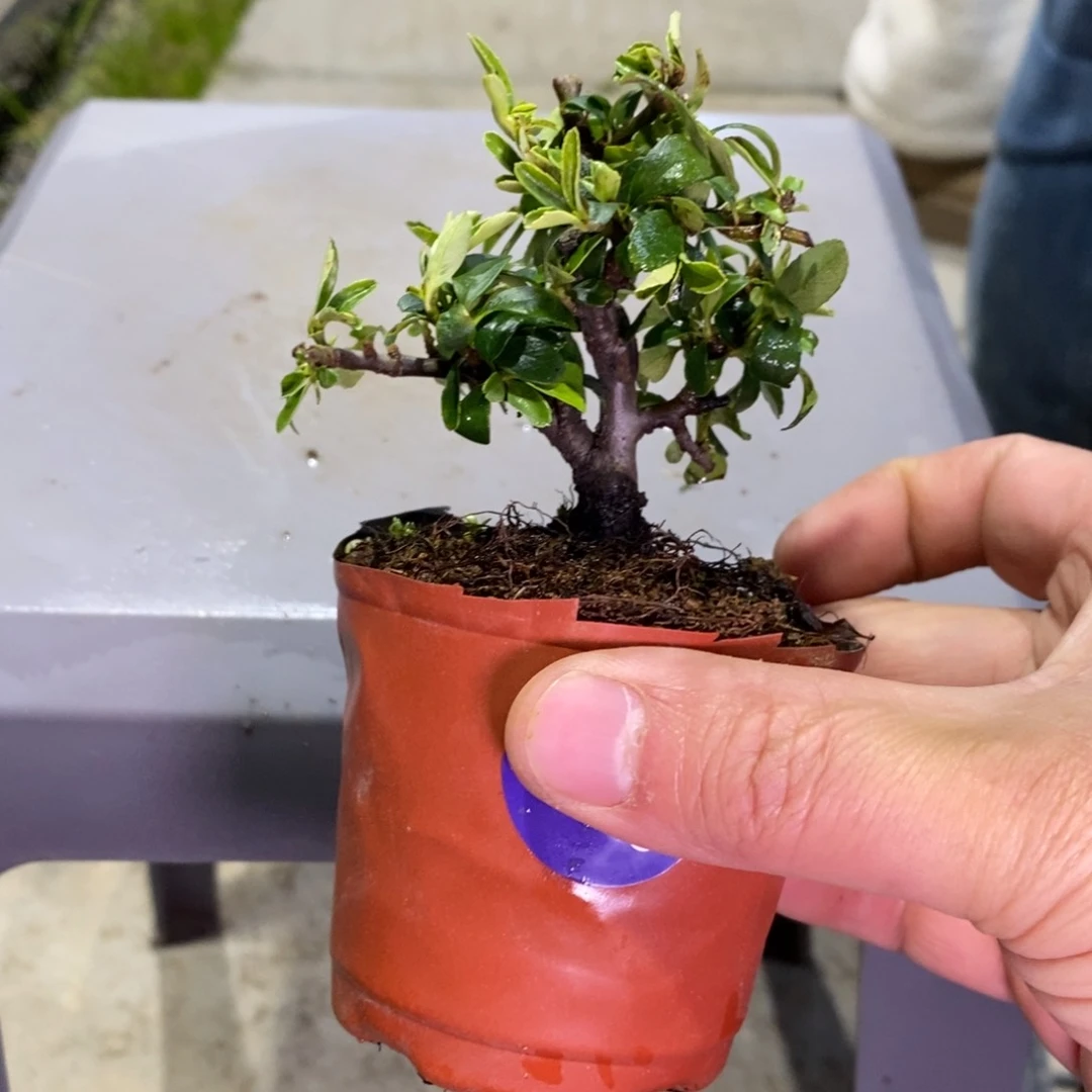 红陶雾**山红红火火过大年093