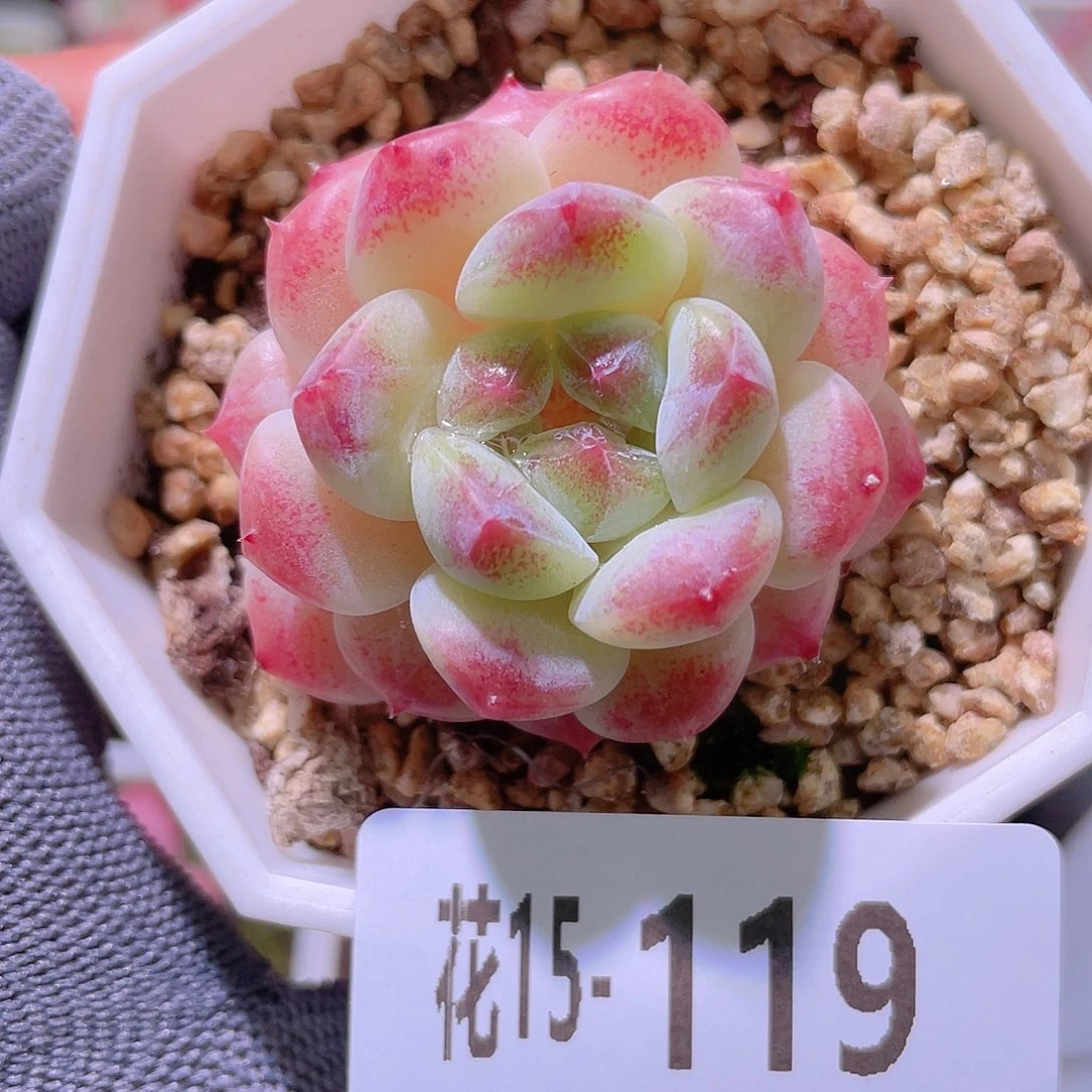 花利美15-119秘境冰魄