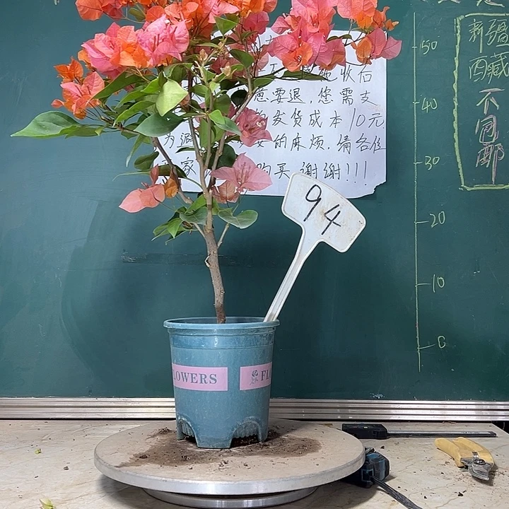 当前无花栽培后可以开花  波伊斯玫瑰  94