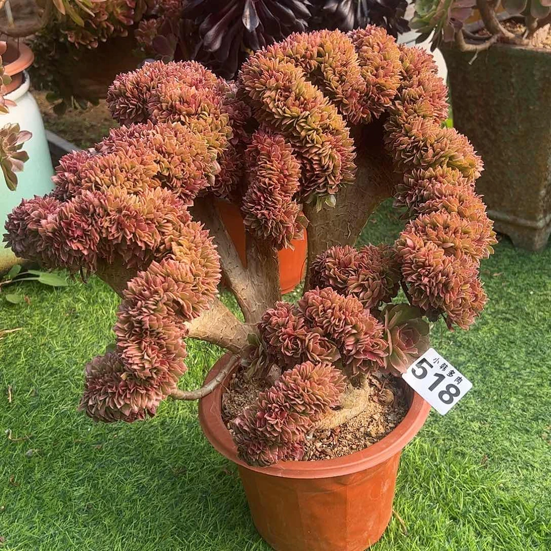 518万圣节缀化法师一