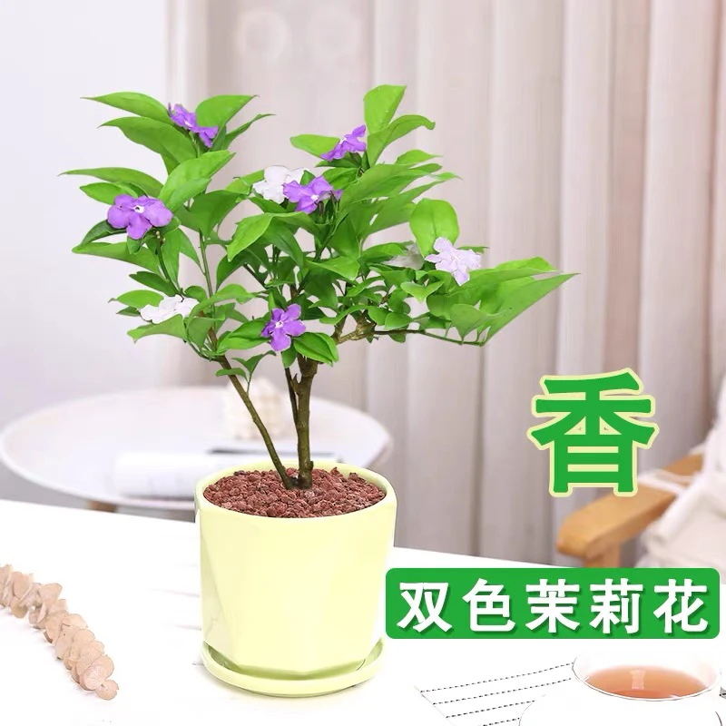 双色茉莉盆栽多季节花卉庭院窗台阳台多年生植物浓香鸳鸯茉莉