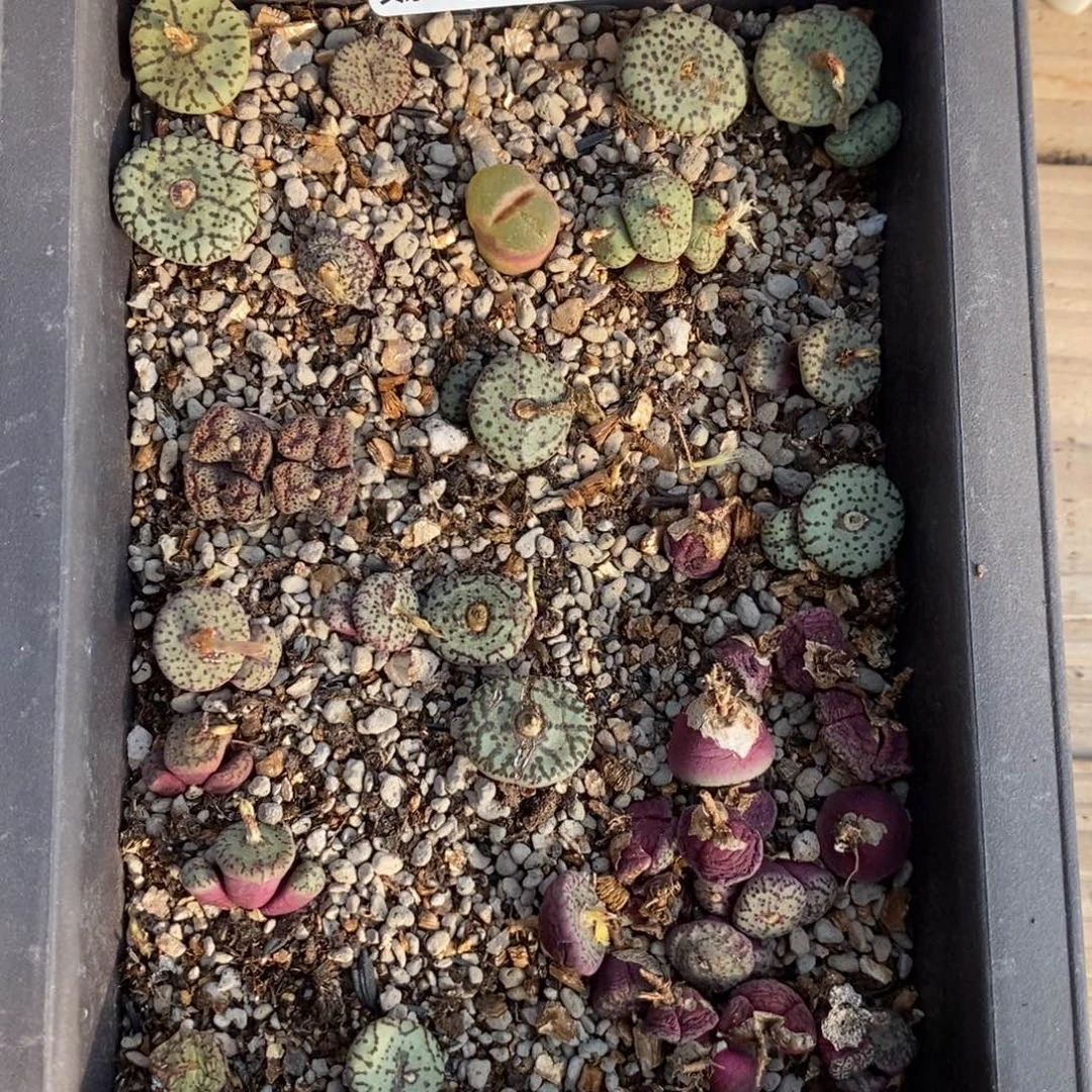 0424开播福利一物一拍