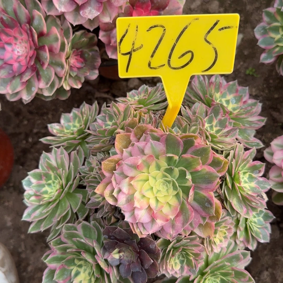 4265---海王多肉植物