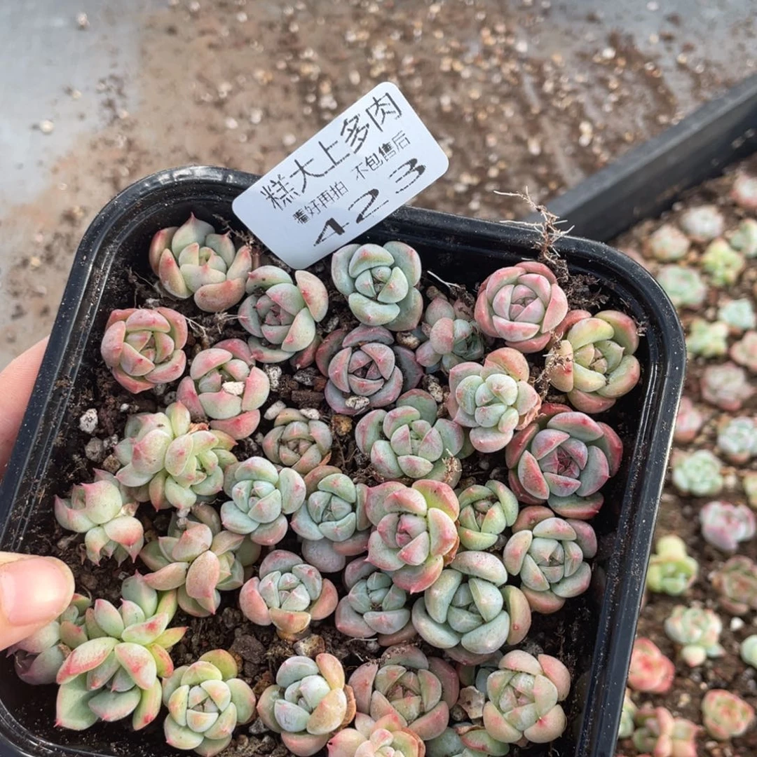 糕大上多肉植物423