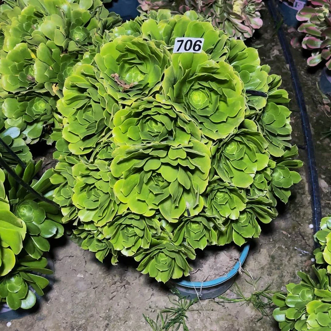 法师法师15-3包邮法师