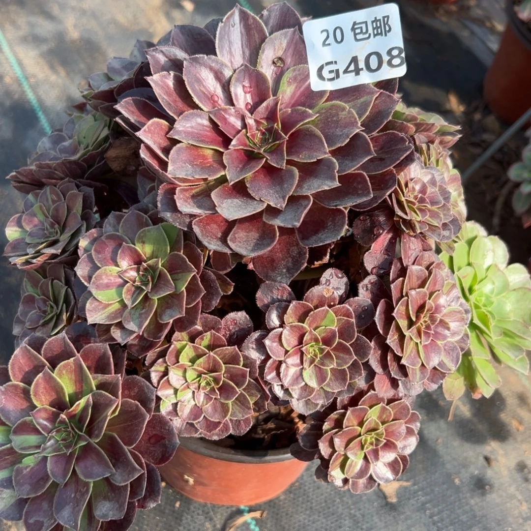 408花月夜，多肉法师