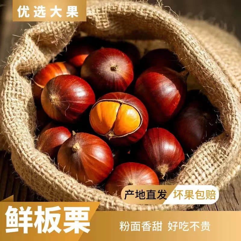 【抢5斤丹东板栗】头茬大果生板栗新货坏果包赔难剥皮软糯炖鸡生吃