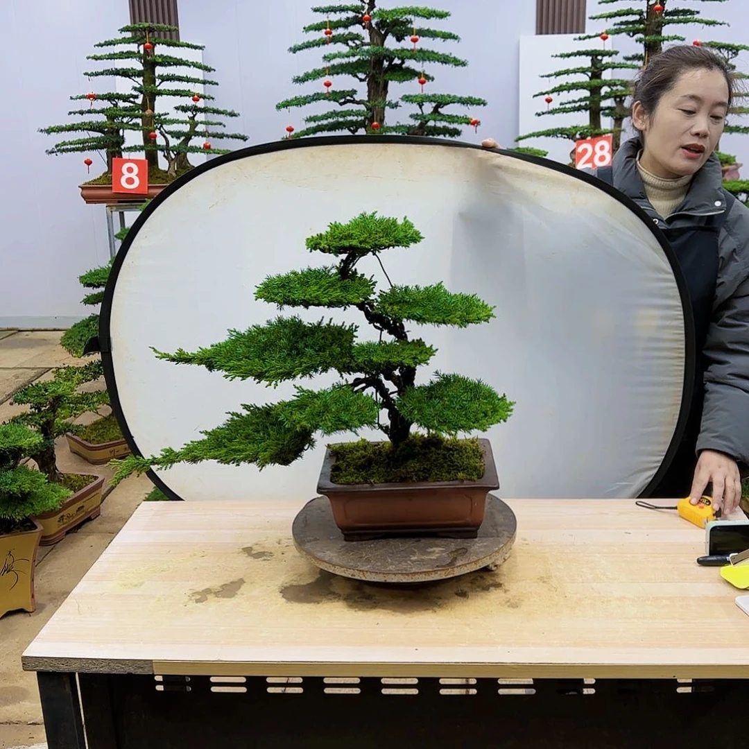 盆景直播间一物一拍