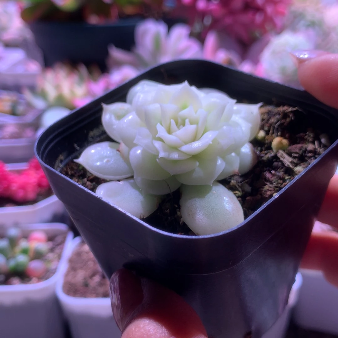 @***河圆叶昂斯诺宽覆轮锦有根