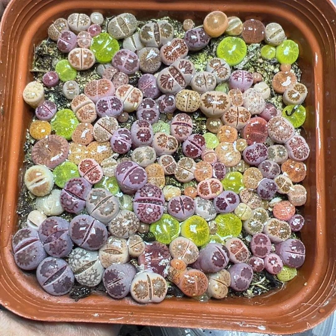 【闪购商品】 174。