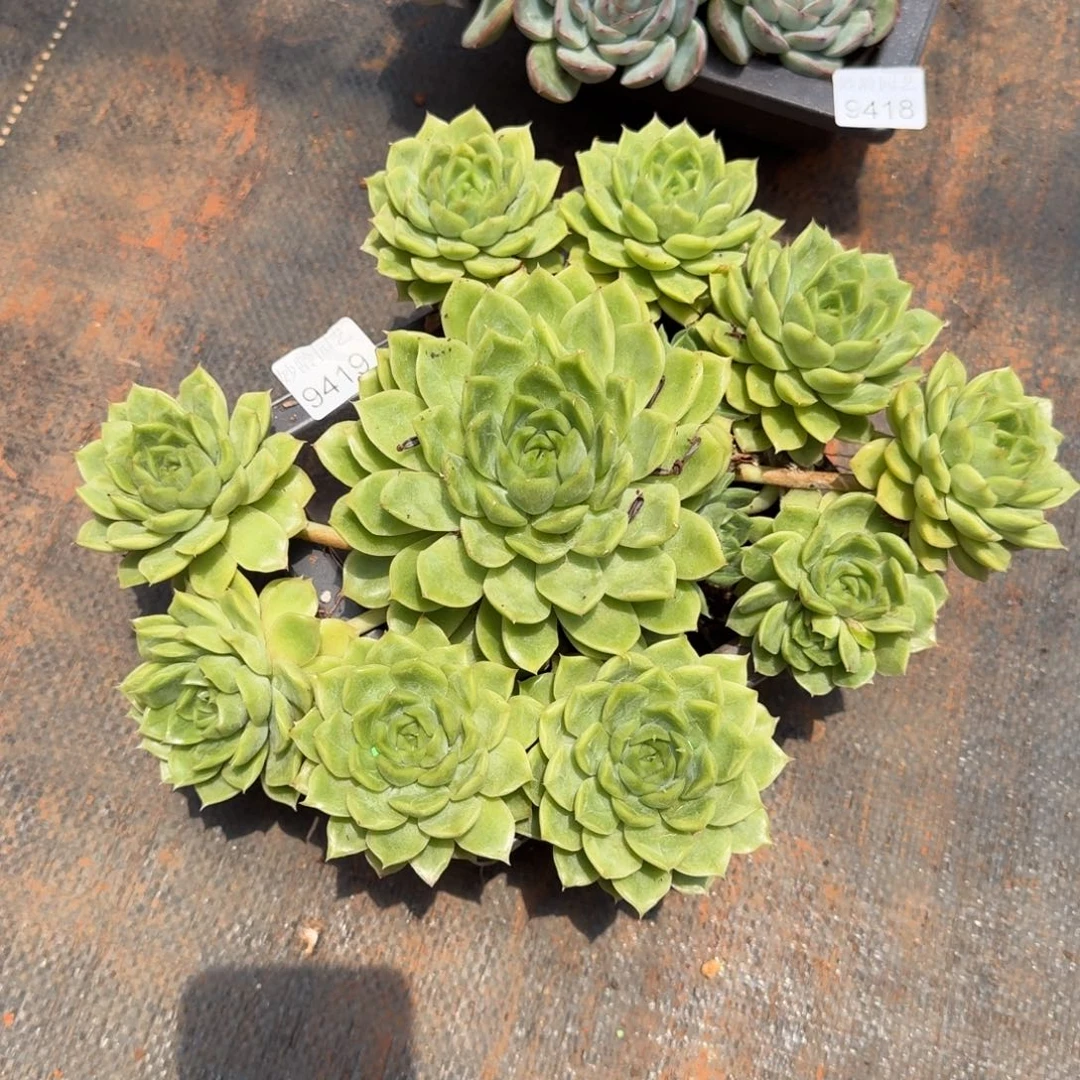 叮***59419杂交多肉植物基地