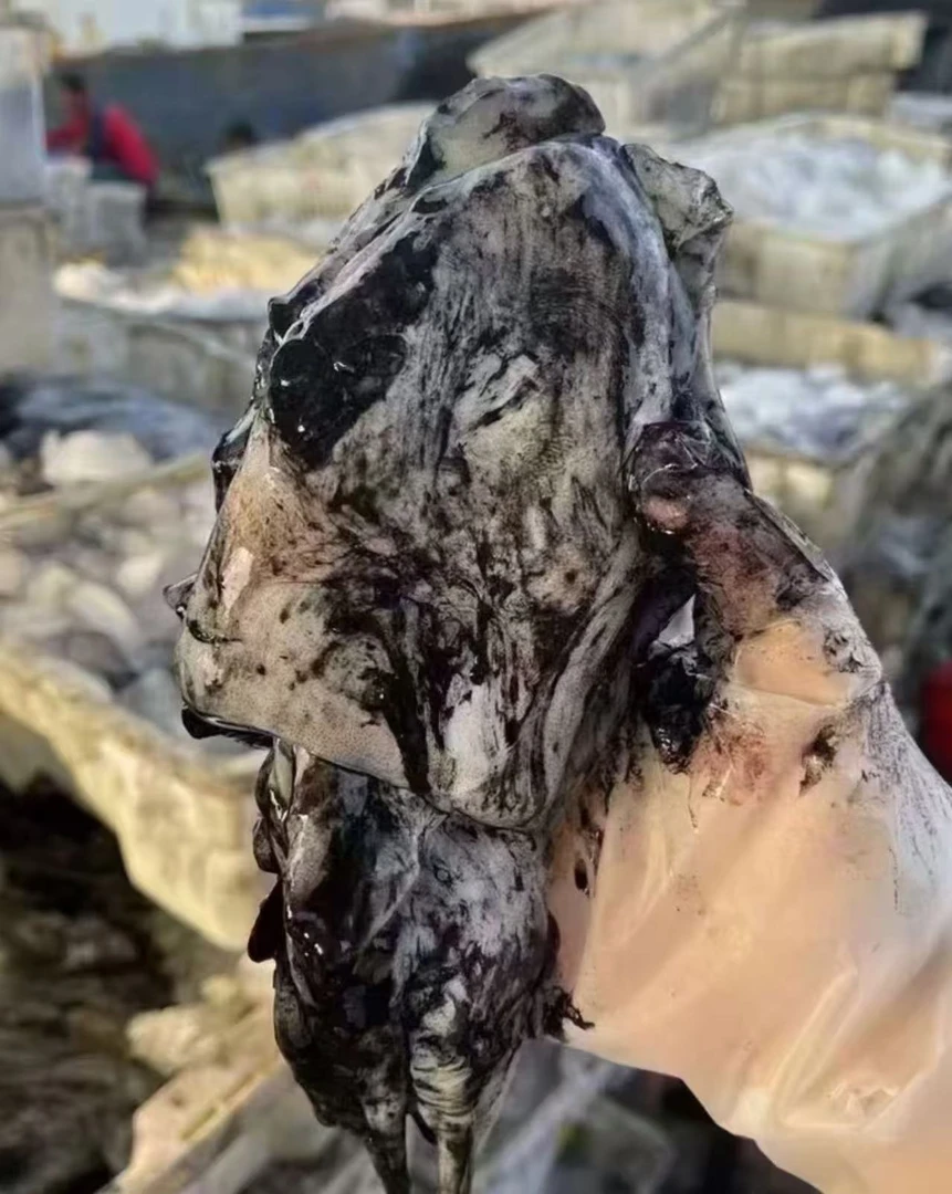 舟山野生干板原汁墨鱼4-6两/只 到手6只 共3斤