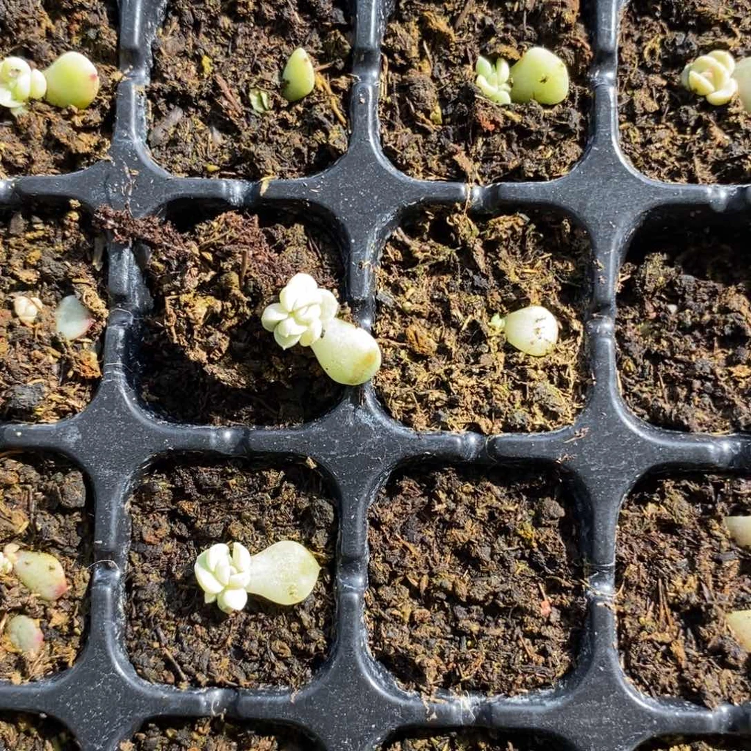 穴盘甜心纸鸢小芽苗一个多肉