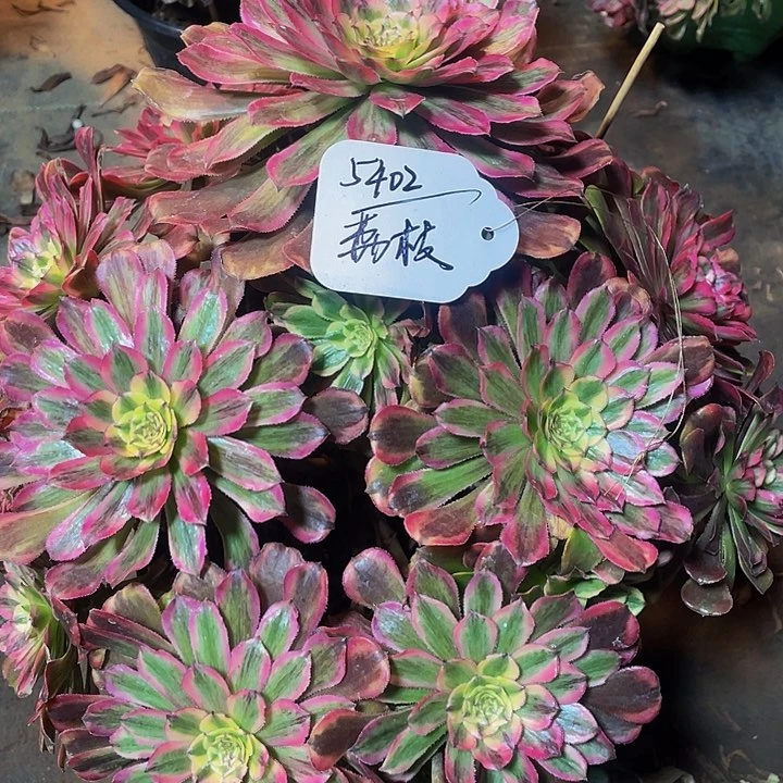 用****2多肉法师荔枝寄养度夏