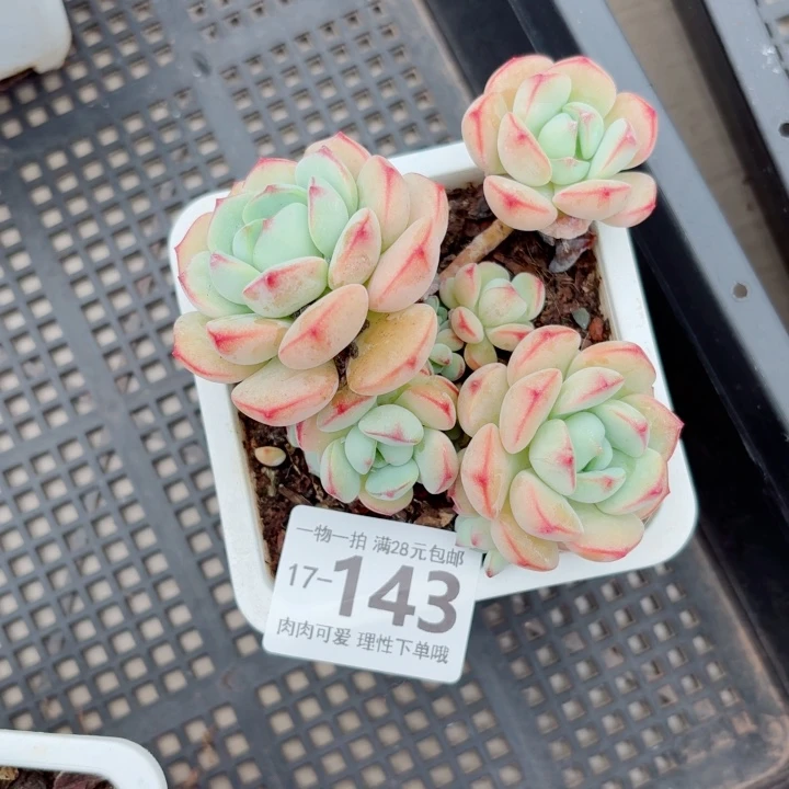 白底香草无盆土发货多