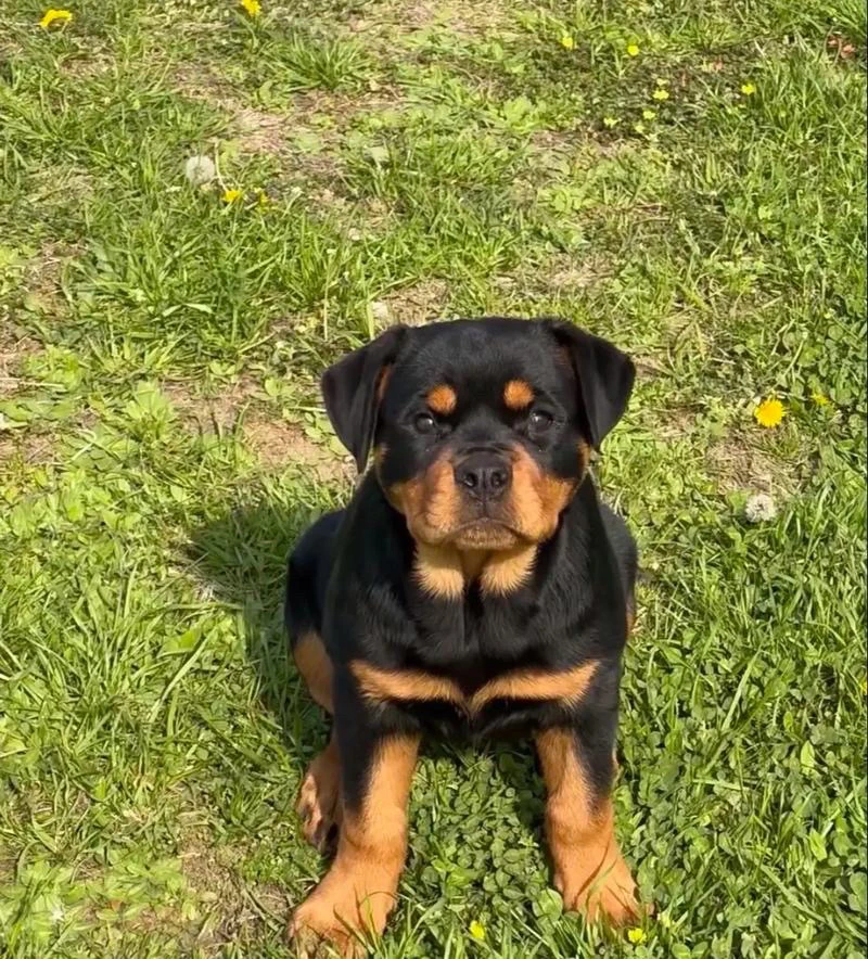 新博罗威纳观赏龟活体链接