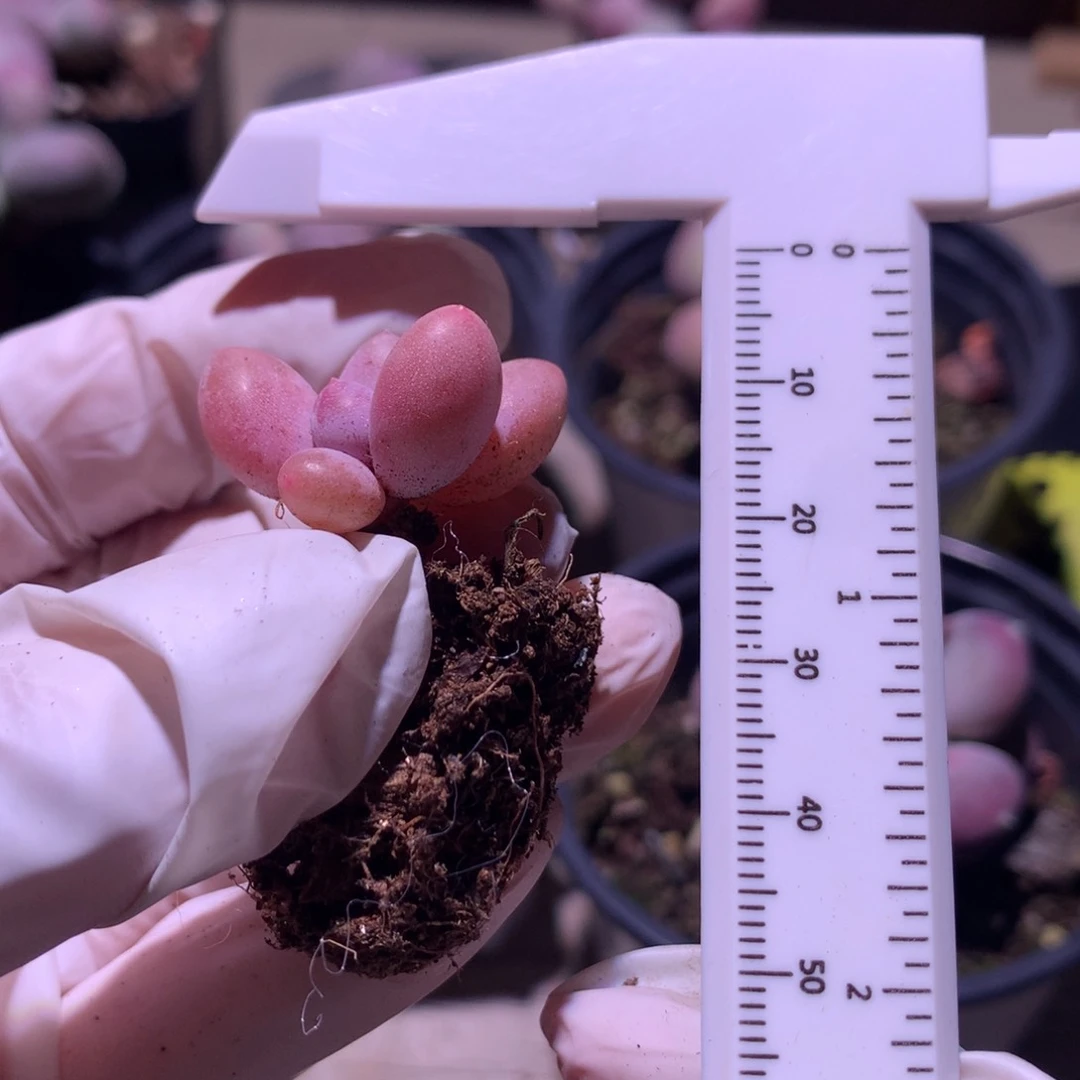 蛋黄奶酪多肉蛋黄奶