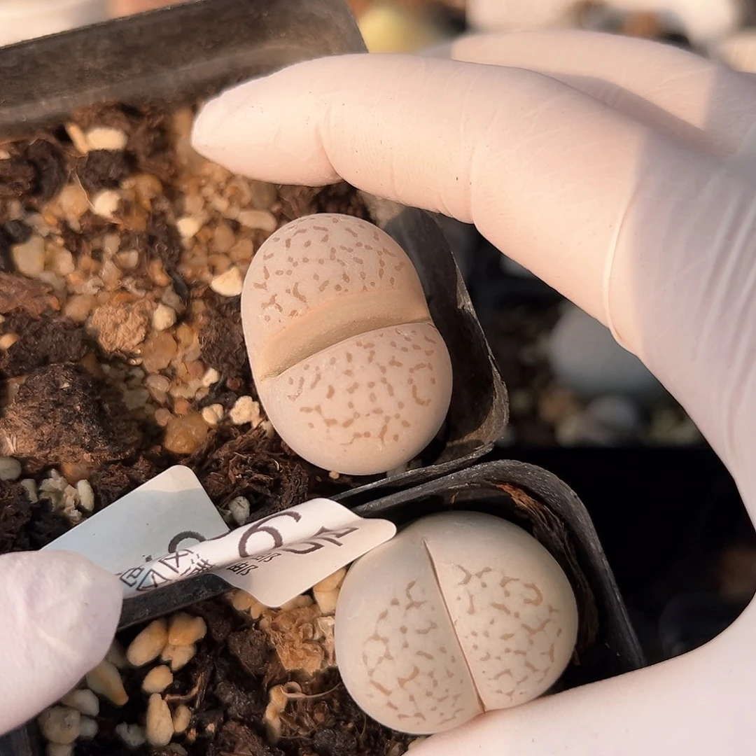 好养易活生石花大母本9056