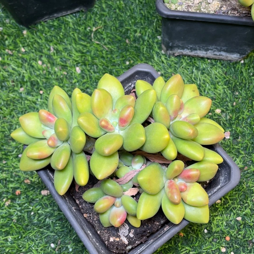 正版芒果奶多肉植物