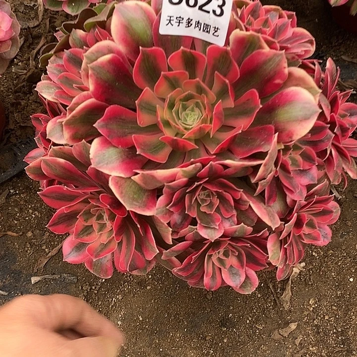 多肉植物女妖623多肉