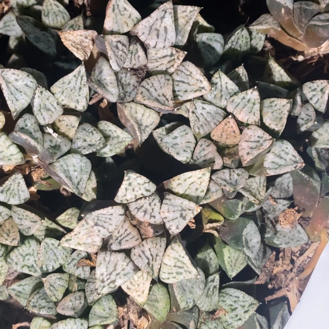 2819 一颗大潘多拉魔盒 挑大的发货