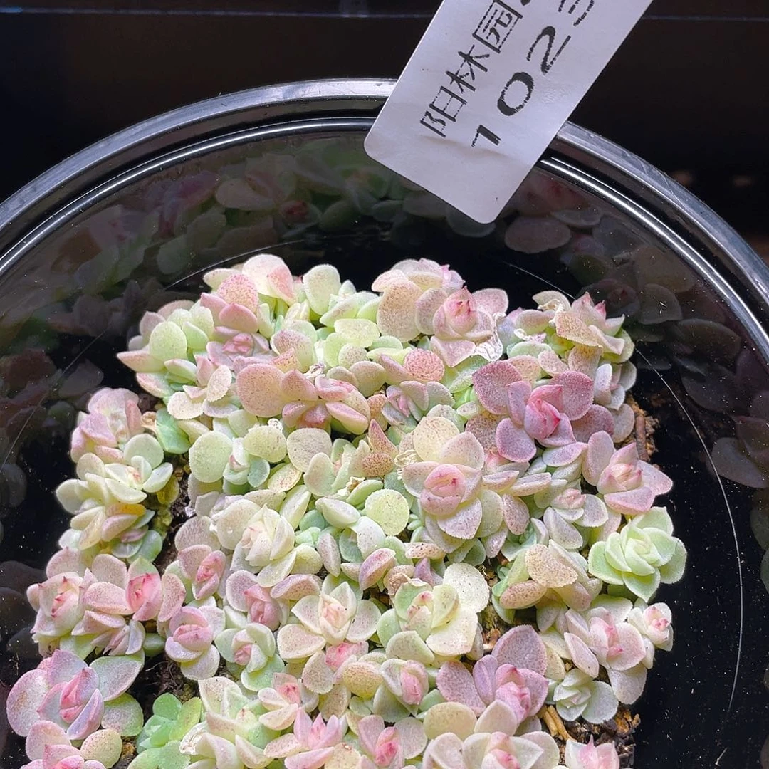 多肉植物多肉植物1023