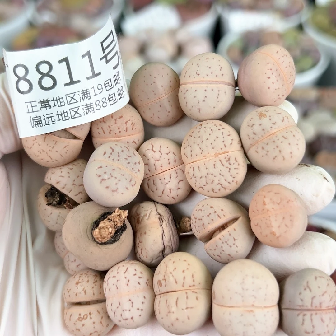 8811三年粉大白红纹20颗1.5cm左右