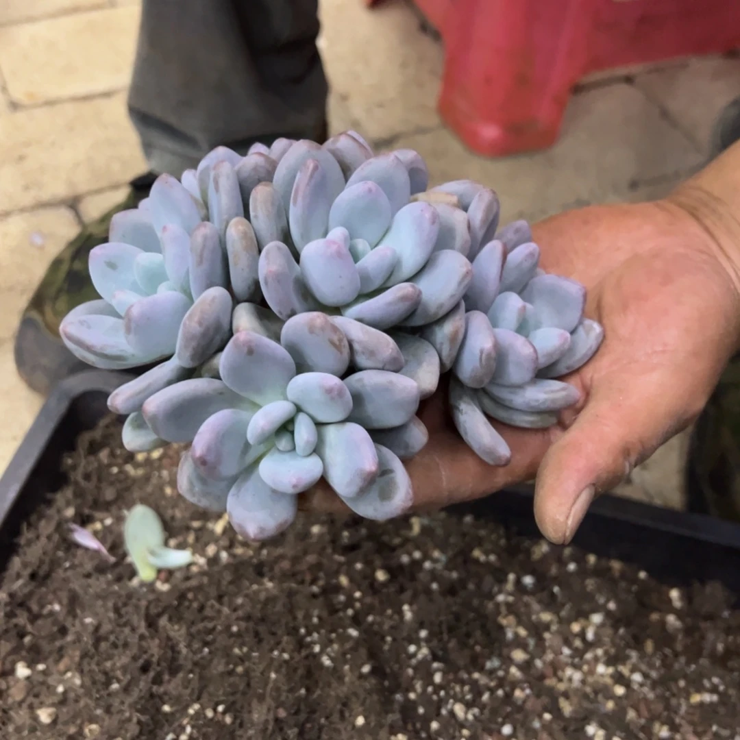 友***好我在等他来呢在那吃