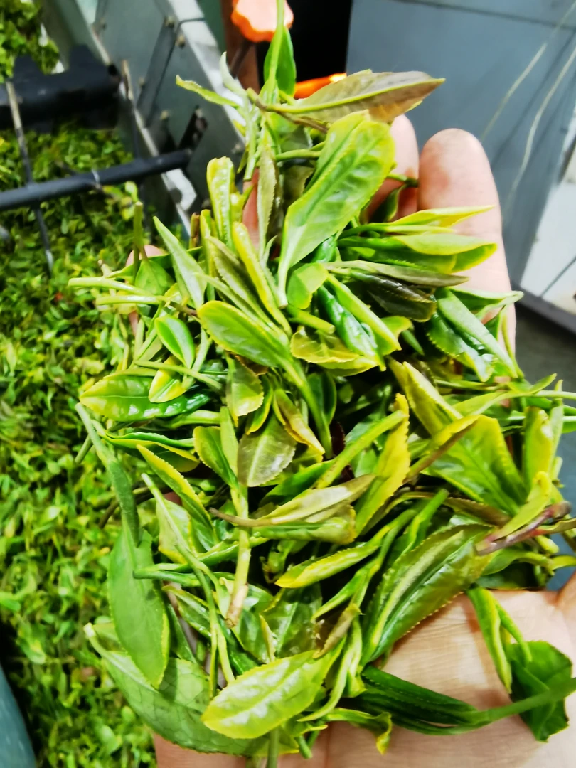 金日现炒【04112525】纯料露天核心区新日照绿茶栗香浓郁耐冲泡性价