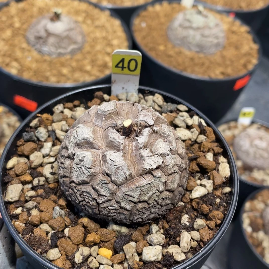 40号龟甲龙不退不换