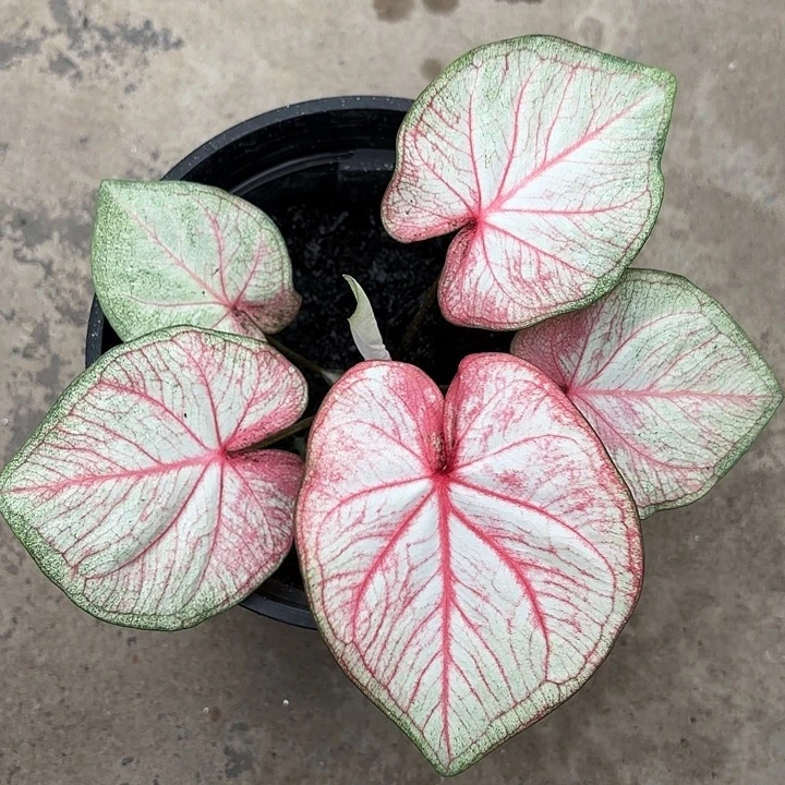 72-1103粉色PJT广东现货