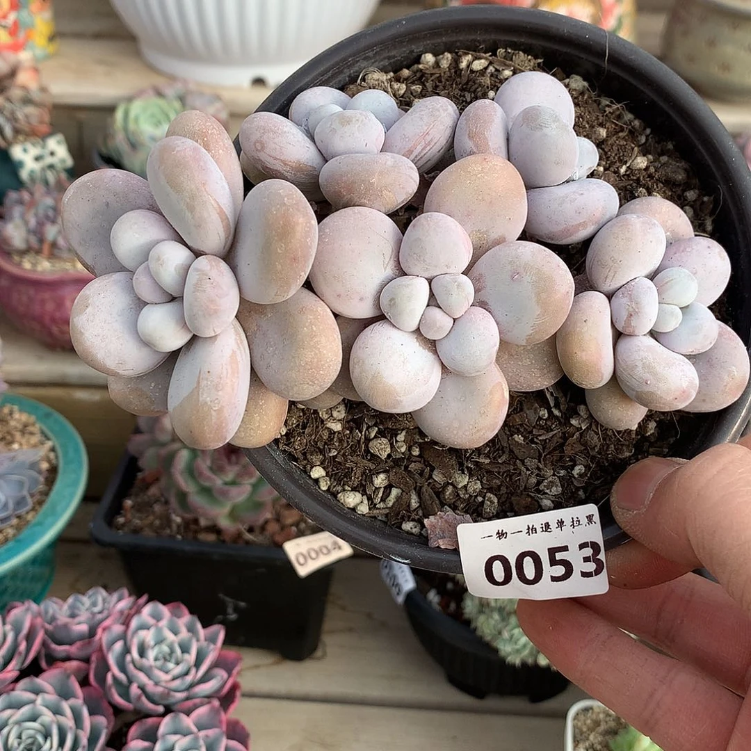 0053奶酪多肉一颗14厘米