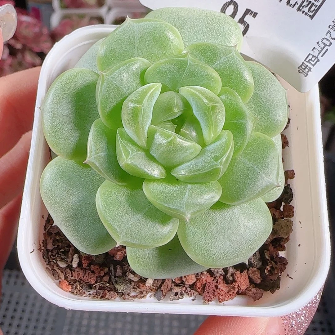 0719-:-95A29糖心珍妮