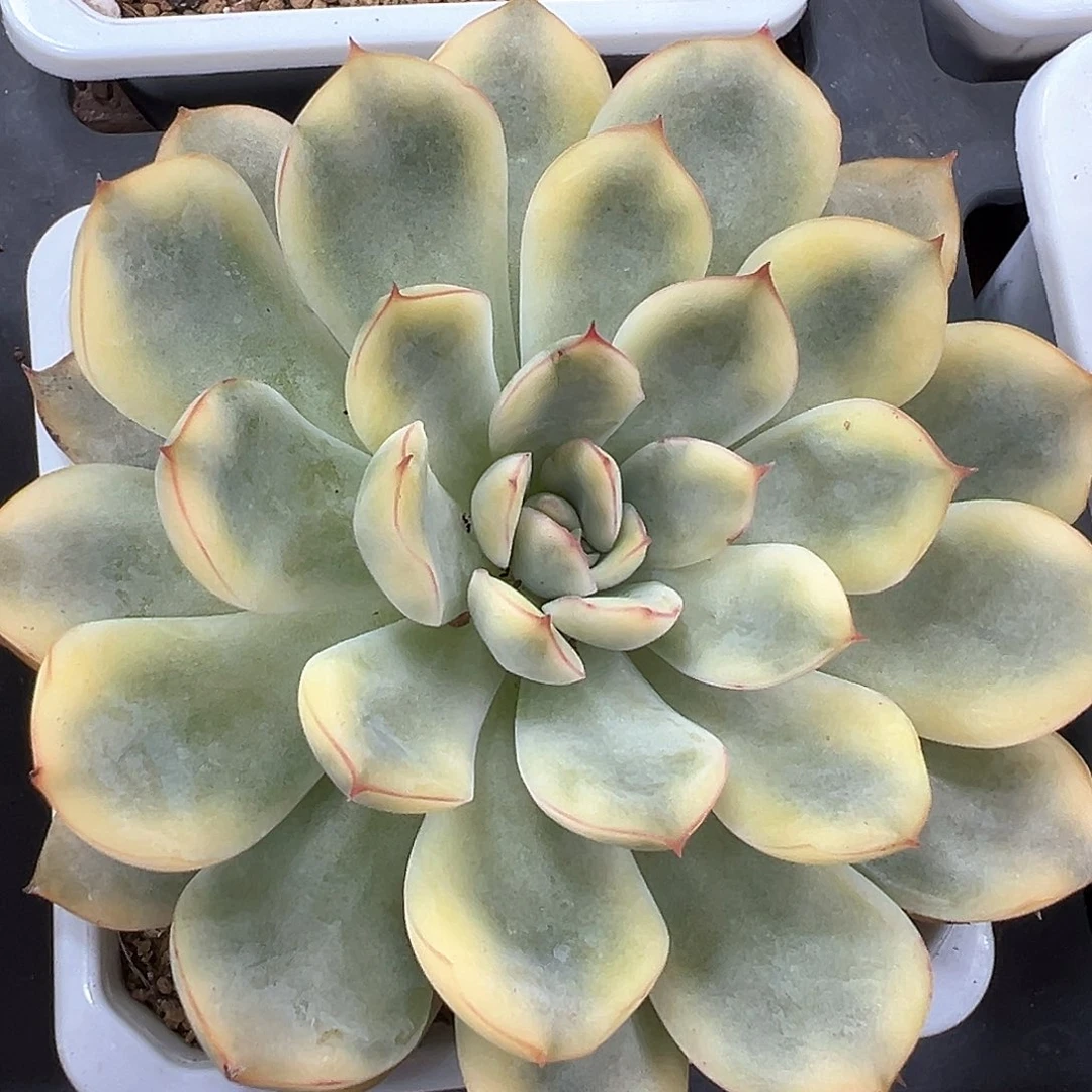 慈禧锦 小方花圃一单包邮非偏远