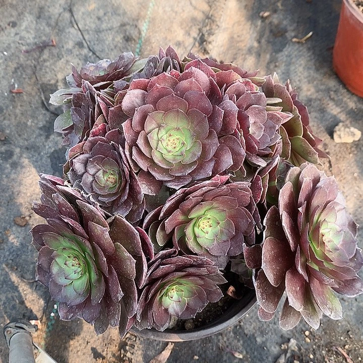 611桃花石多肉植物