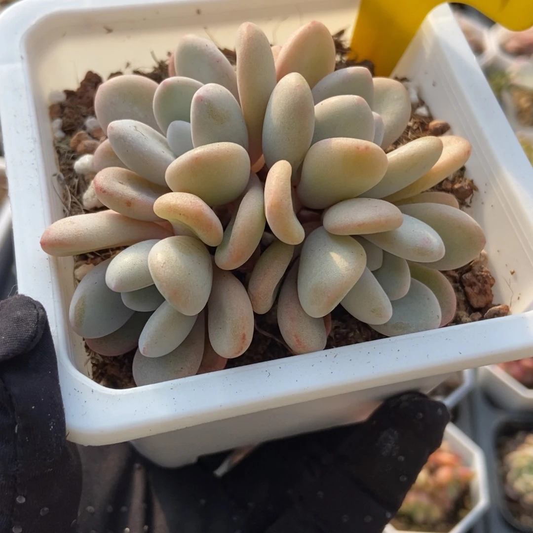 2004粉兔多肉植物保护