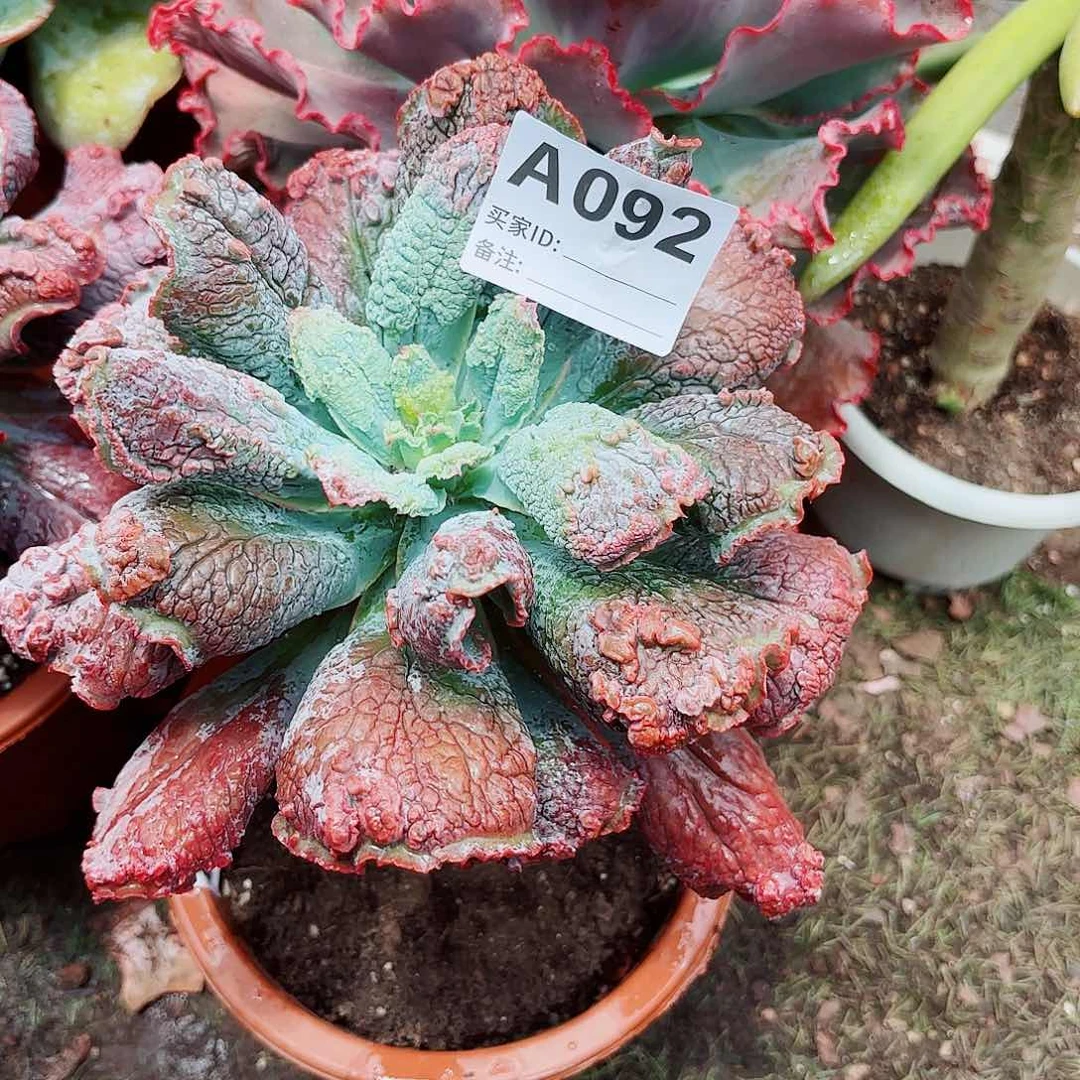 全部花朵ㅤ****ᶽ男爵多肉植物92