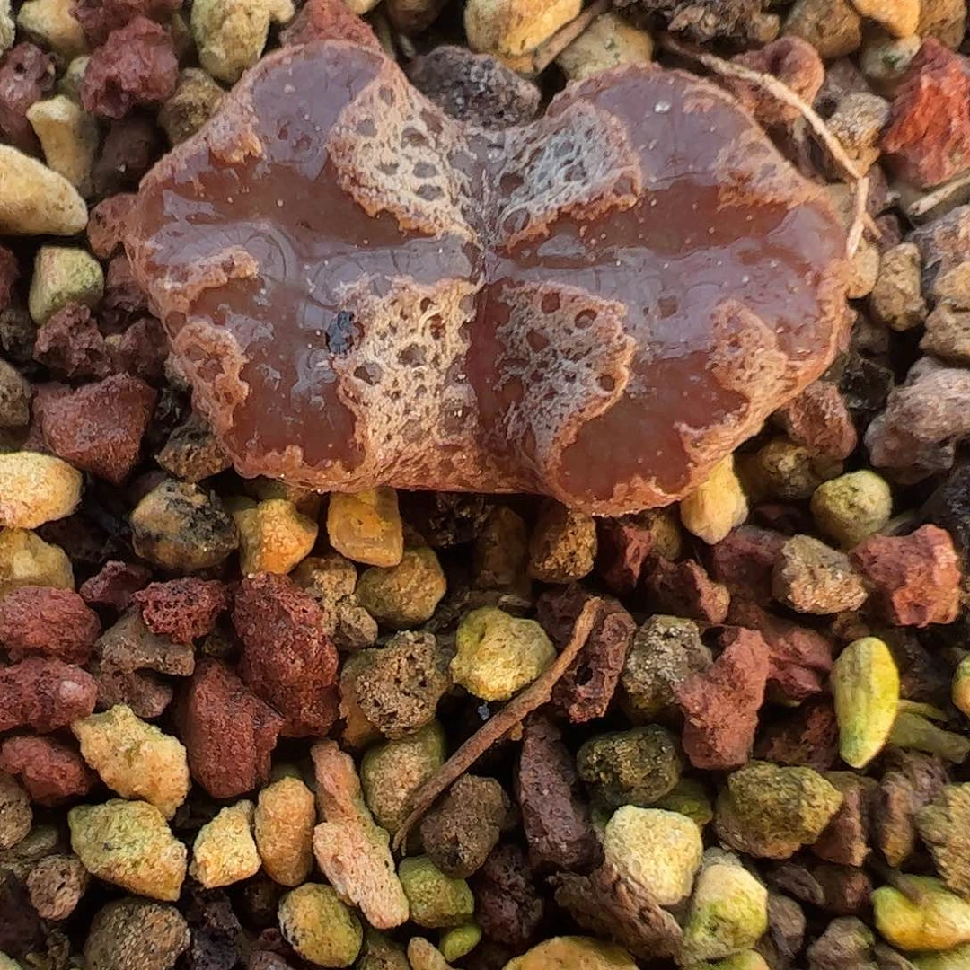 一物一拍脱土发。   532