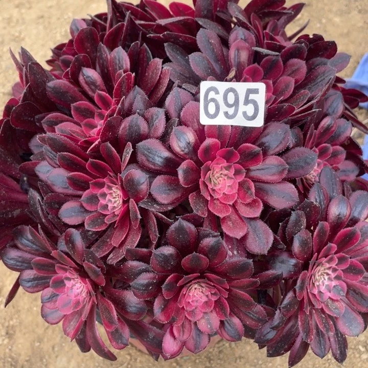 695多肉植物黑铜白