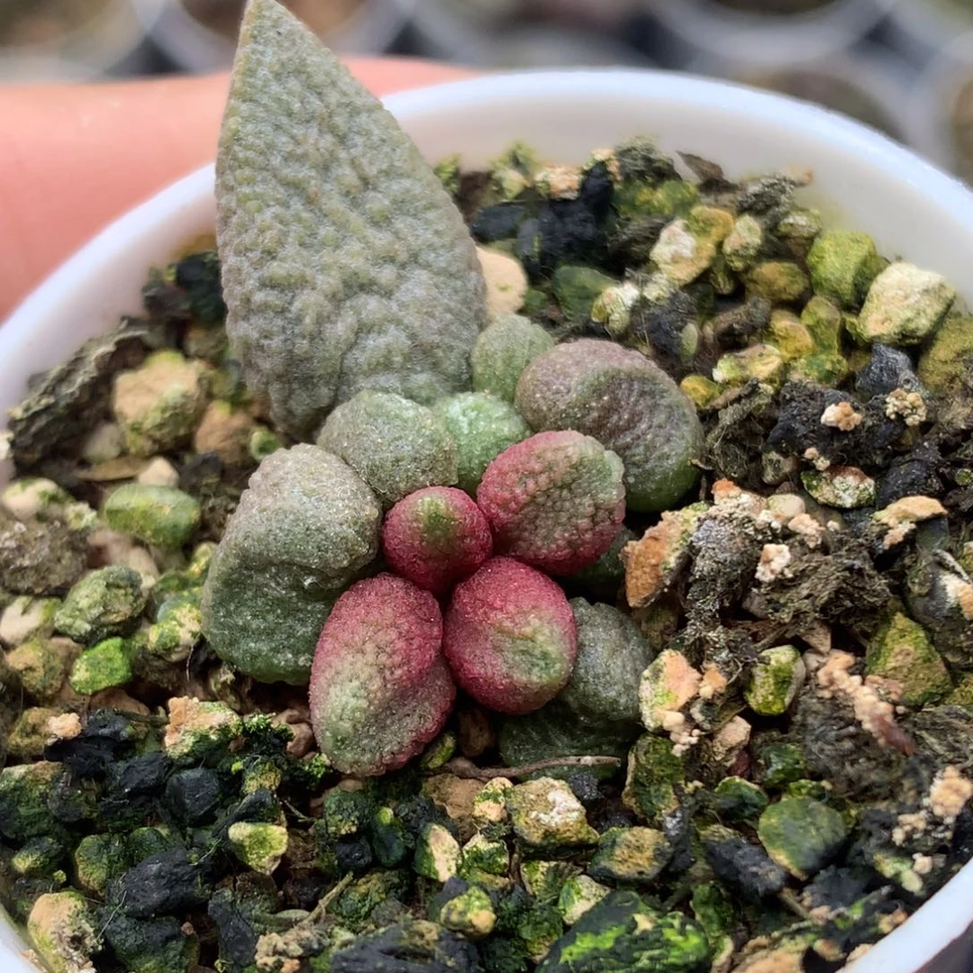 彩虹糖一物一拍包邮