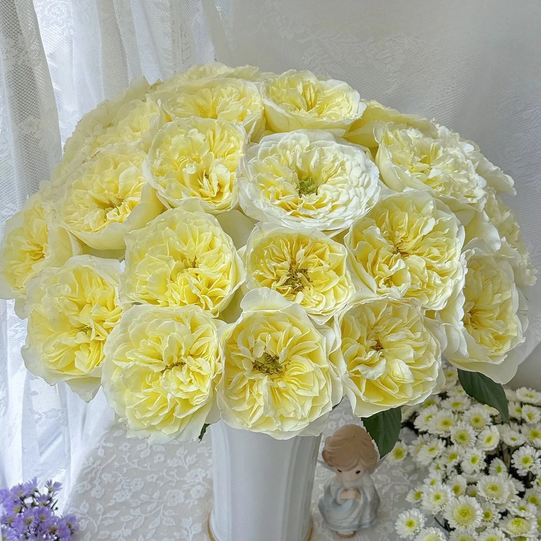 【窒息】小众稀有品质单头玫瑰 顺丰直发