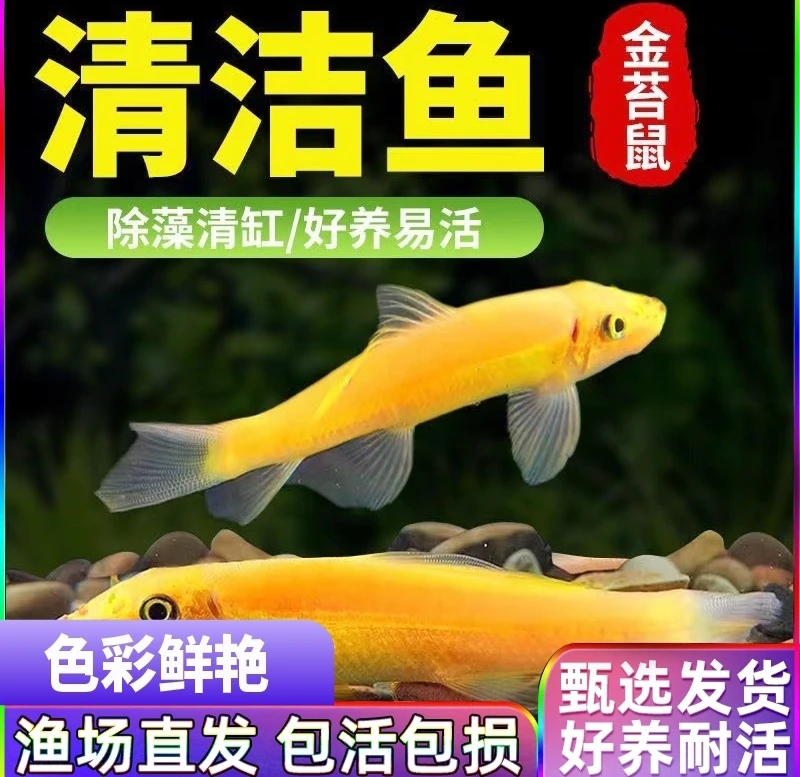 【京东快递】金苔鼠清洁鱼清道夫